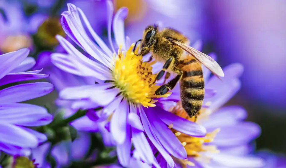 bee on flower